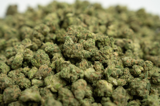 Governmint Oasis Smalls